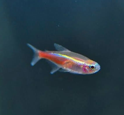 Rare -Albino Neon Tetra 3cm