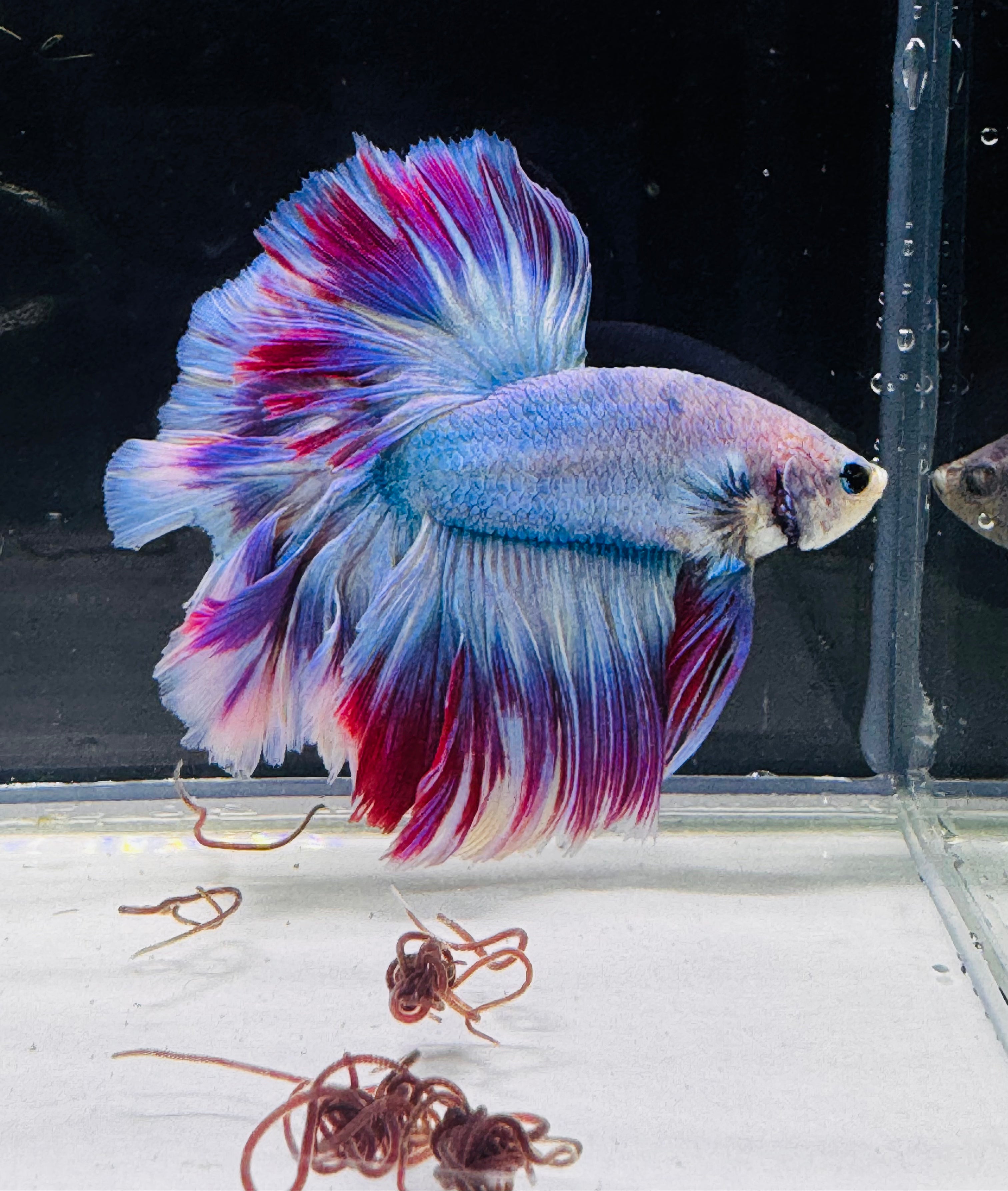 Betta Male - A Grade Half Moon Lavender Butterfly