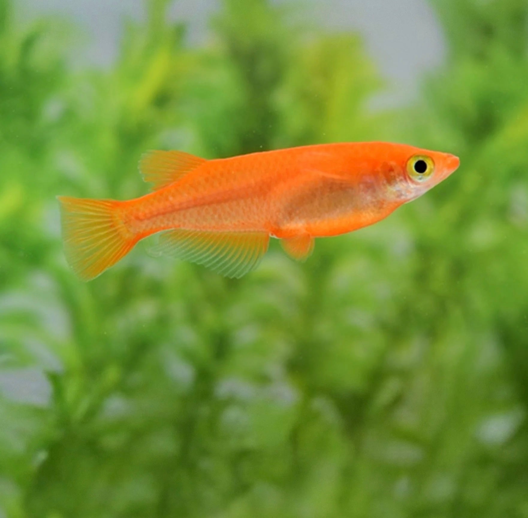 Japanese rice fish - Red Youkihi Medaka 2.5cm Micro Aquatic Shop
