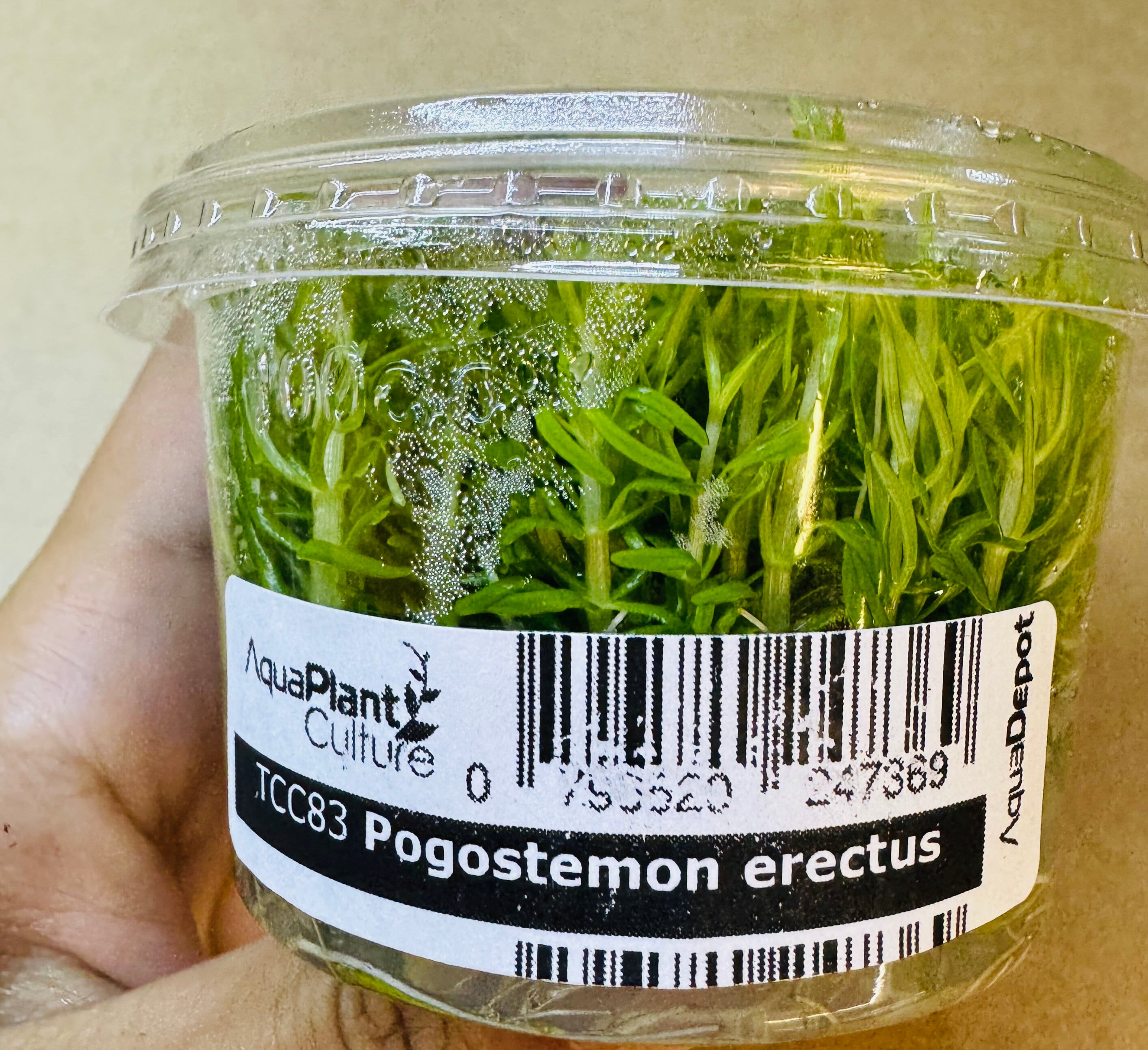 TC - Pogostemon erectus