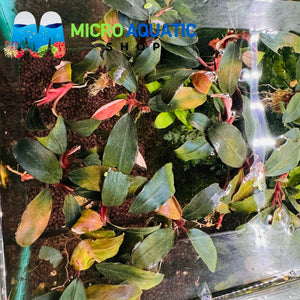 Bucephalandra - Blue Shine Port Aquatic