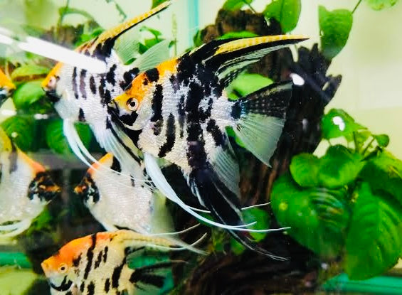 Angel Fish - Koi Pearlscale Angel 5cm