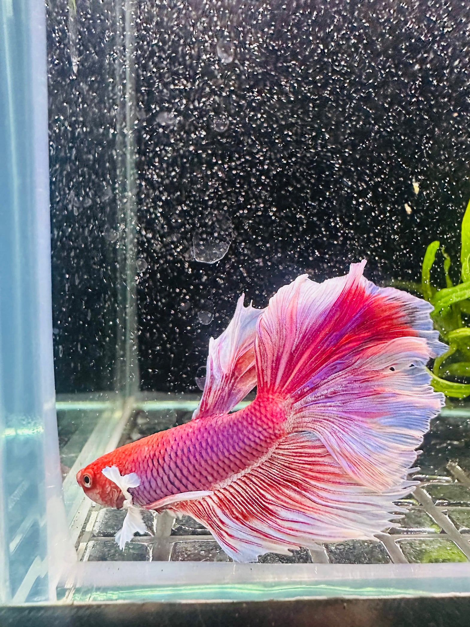 Betta Fish – Micro Aquatic Shop