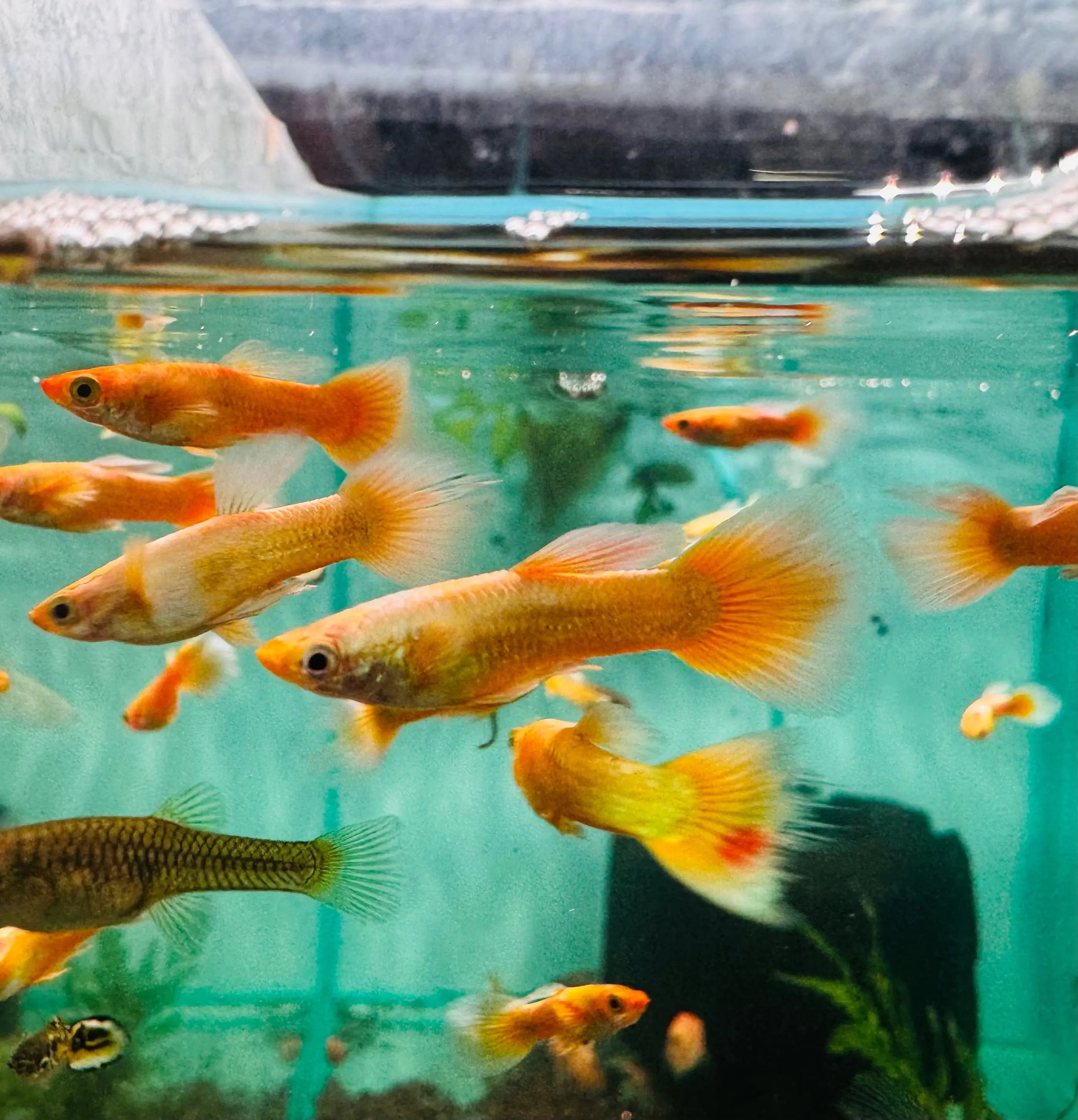 Buy 3 Get 1 Free Guppy- 24k Full Gold Micro Aquatic Shop