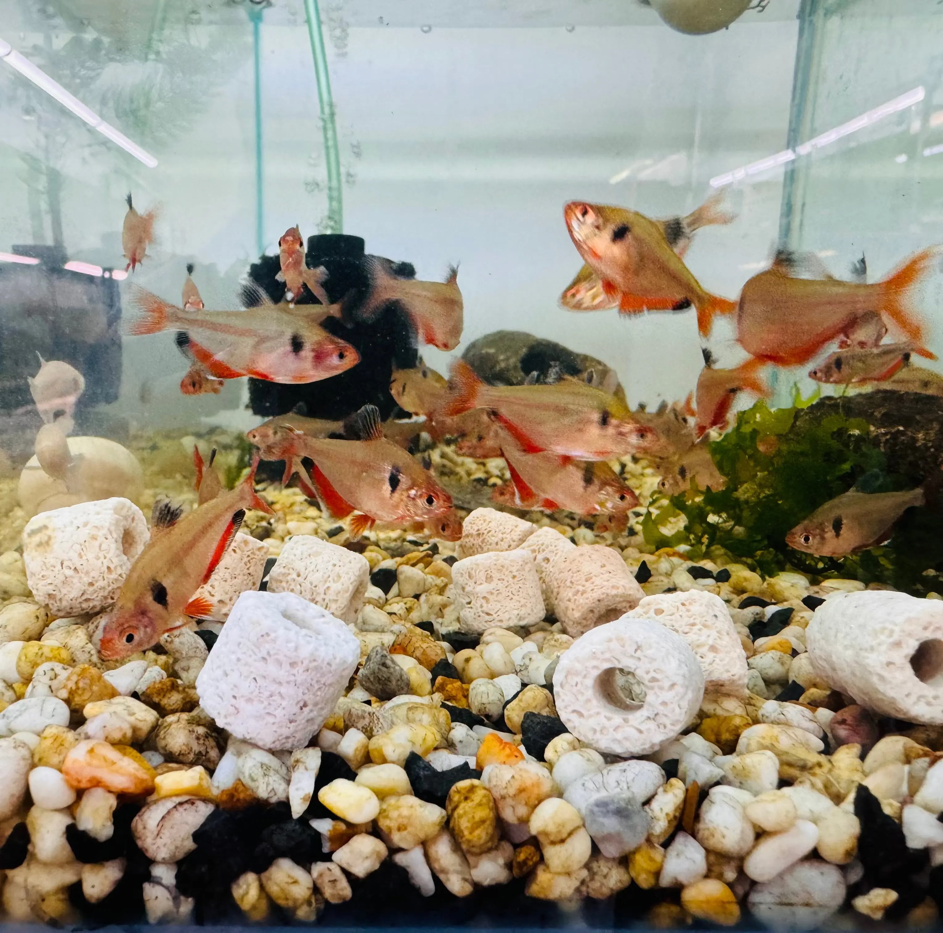 Media Ring - Bacteria House Micro Aquatic Shop