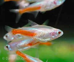 Rare -Albino Neon Tetra 3cm