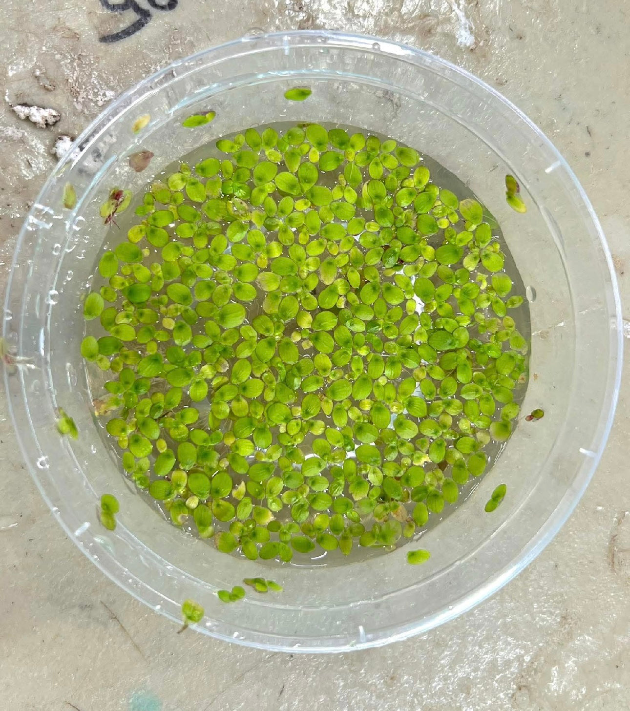 Giant Duckweed Micro Aquatic Shop