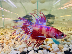 Betta Male - Crown Koi Pinky