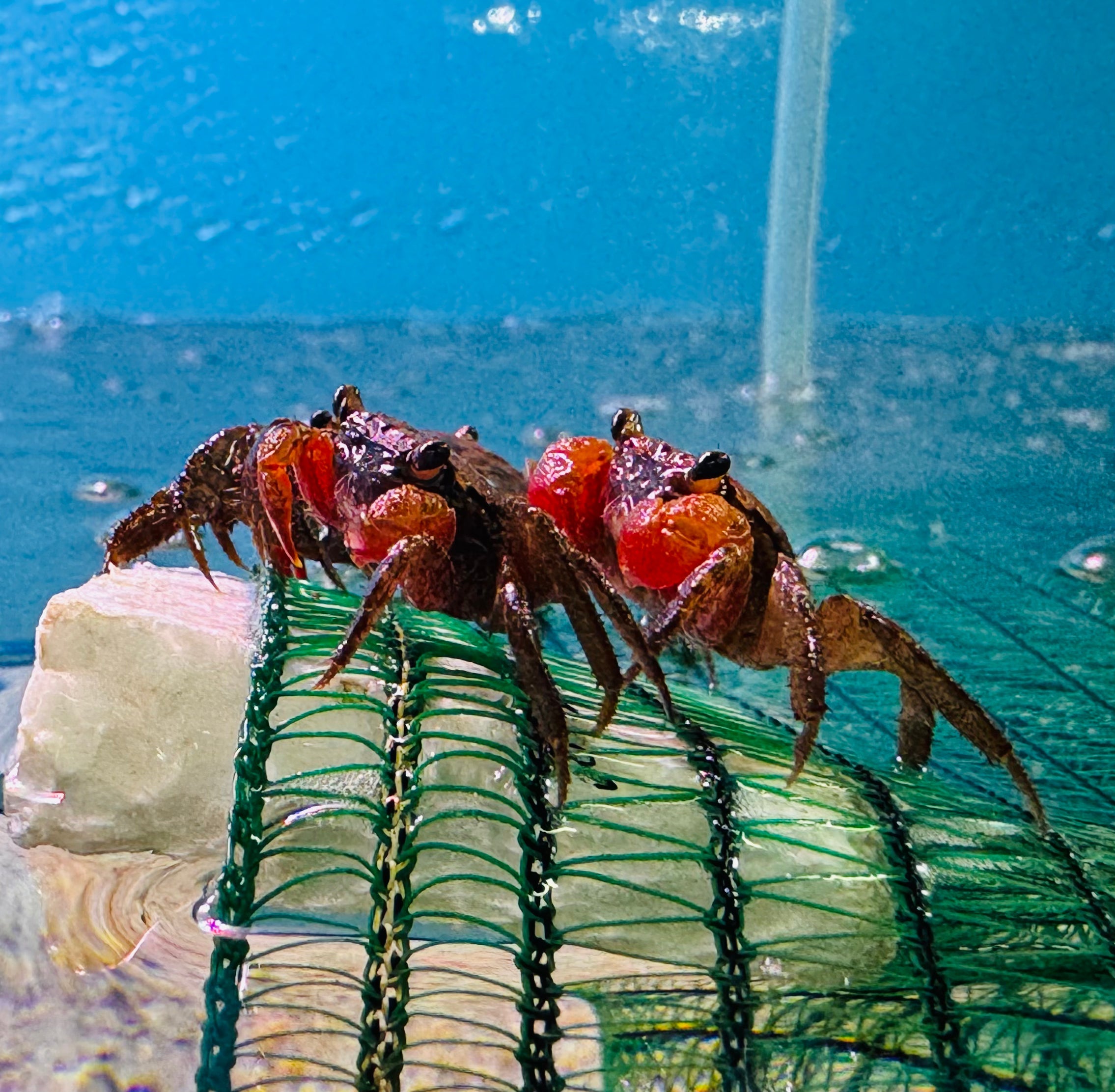 Fresh Water Brown Crab Micro Aquatic Shop