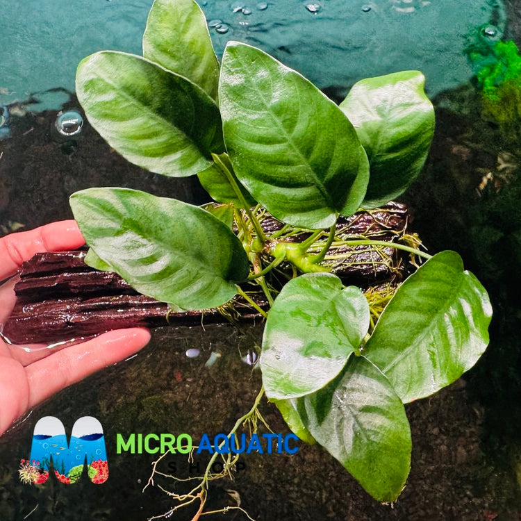Anubias Nana - Mini Driftwood Micro Aquatic Shop