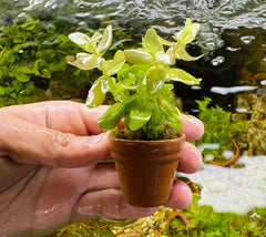 Terracotta Pots - Bacopa Japan