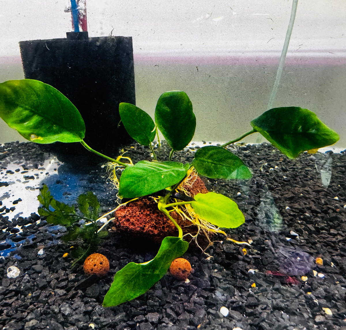 Anubias On The Rock