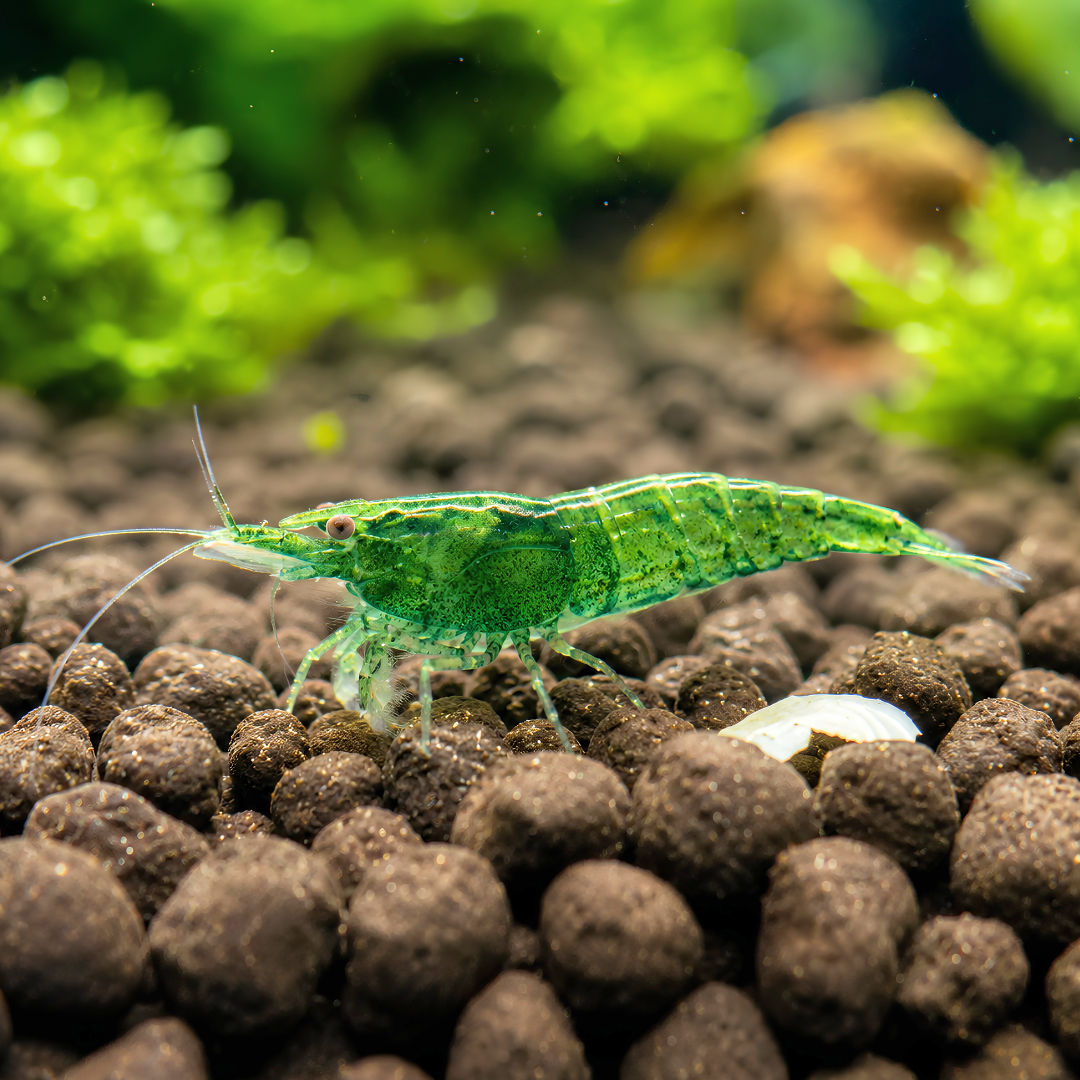 Cherry Shrimp - Green Jade 1cm