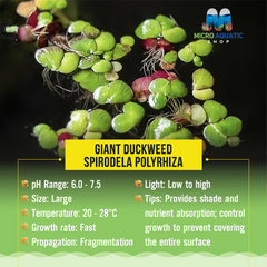 Giant Duckweed - Spirodela Polyrhiza