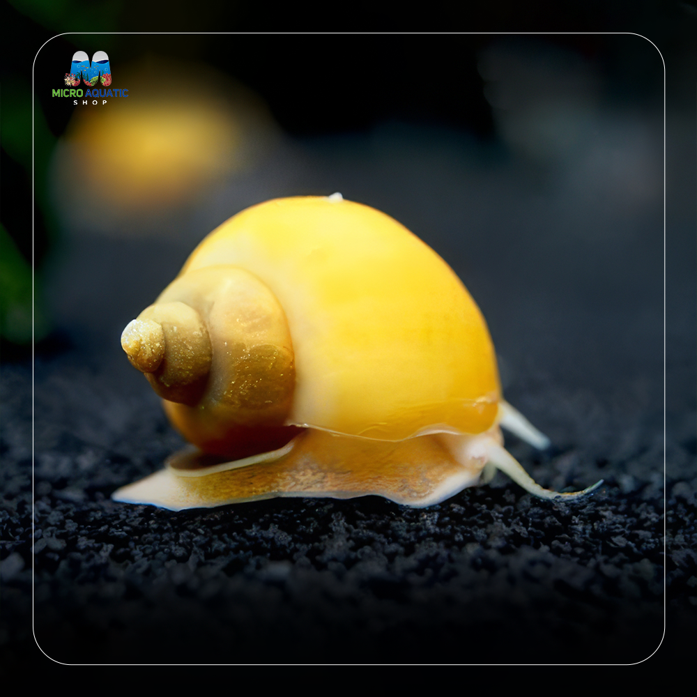 Gold Mystery Snail