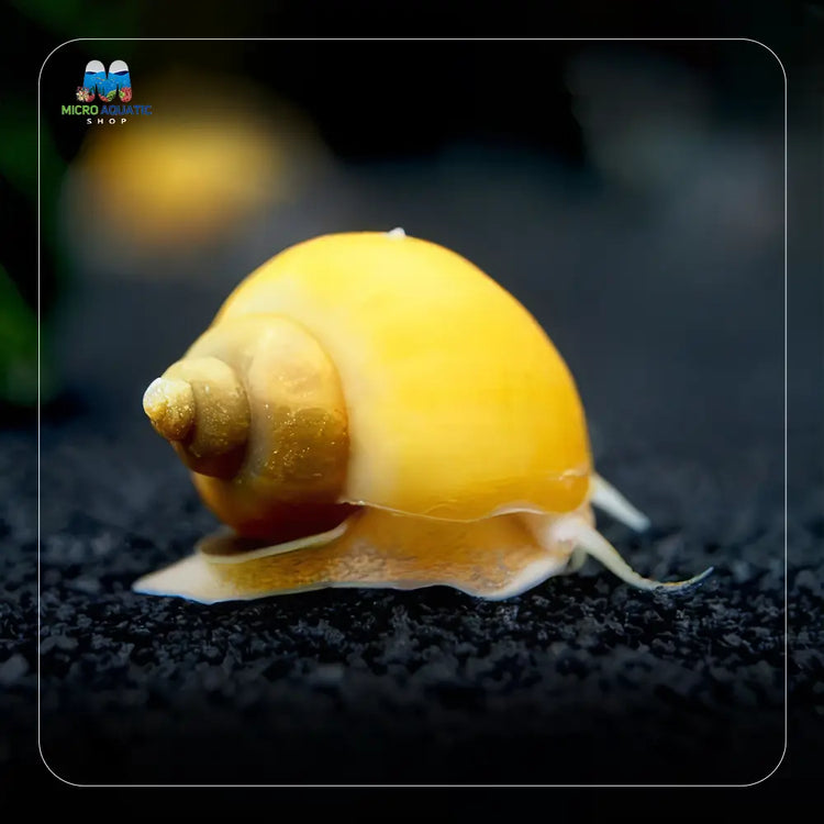 Gold Mystery Snail Micro Aquatic Shop