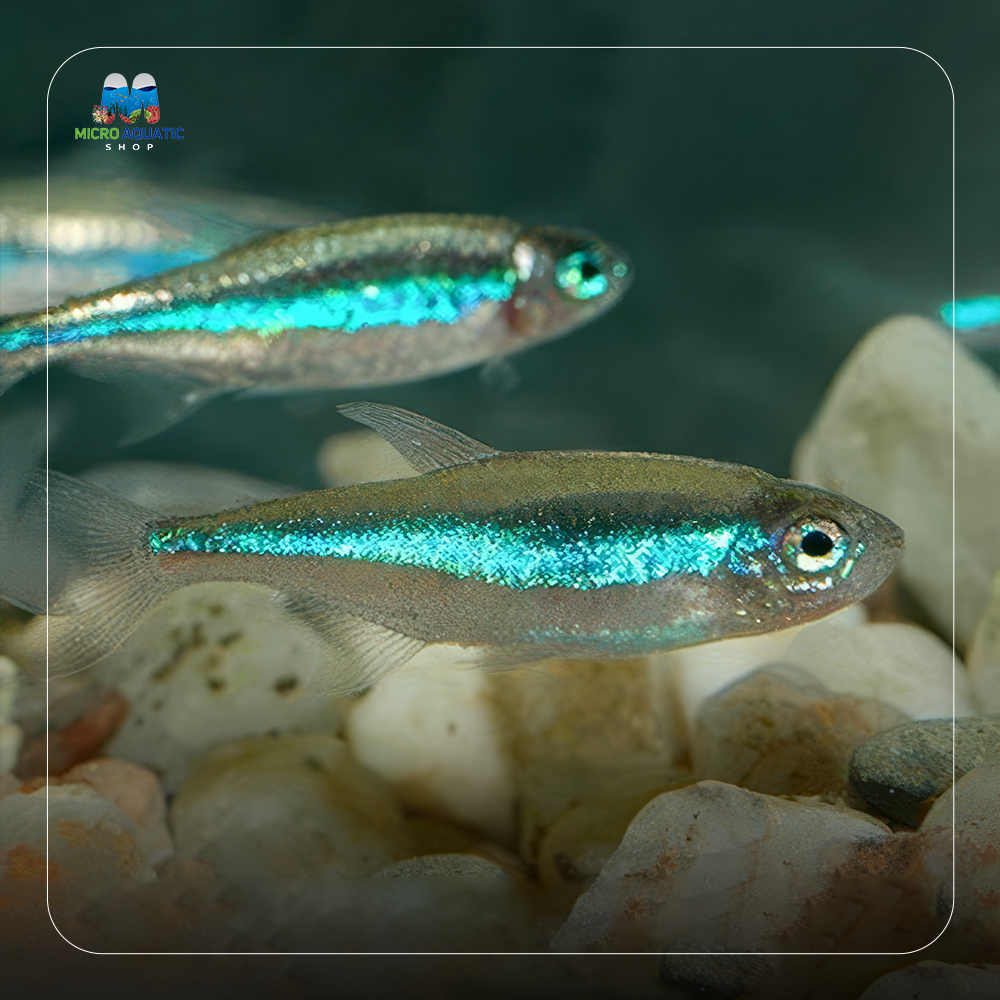 Green Neon Tetra  (Paracheirodon simulans)