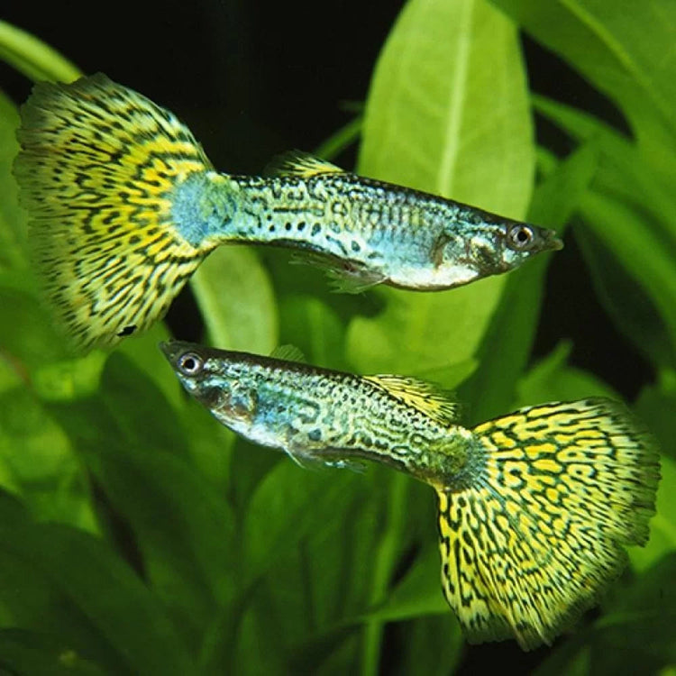 Guppy - Green Cobra Male Micro Aquatic Shop