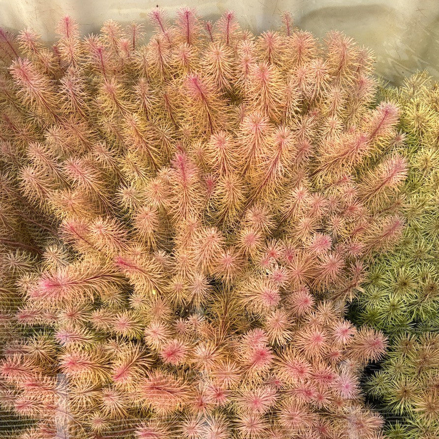 Myriophyllum 'Guyana' Micro Aquatic Shop