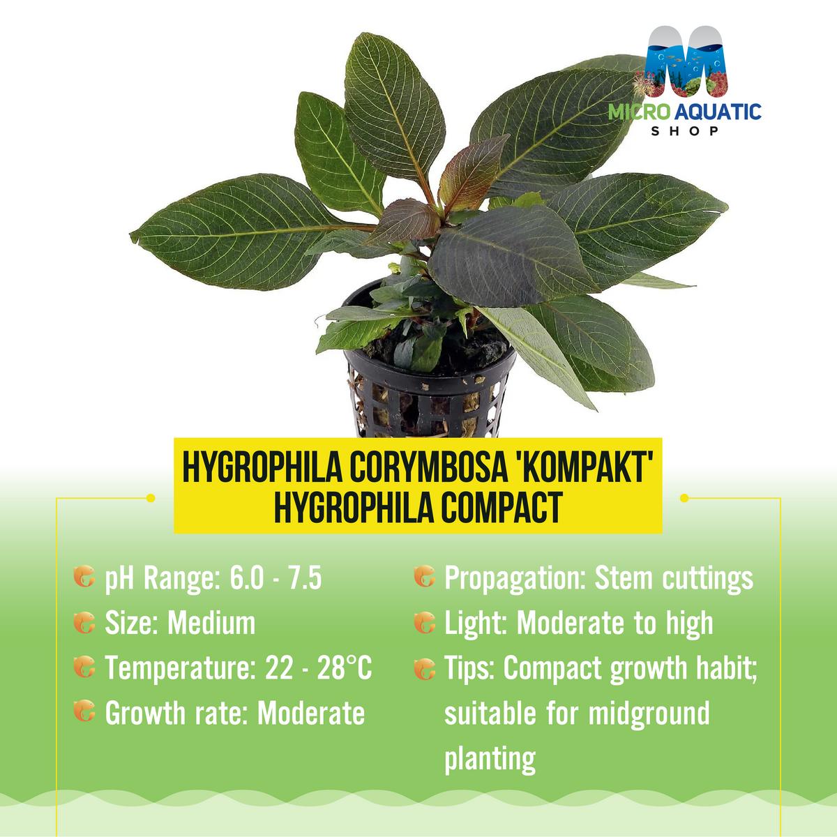 Hygrophila Corymbosa 'Kompakt' - Hygrophila compact