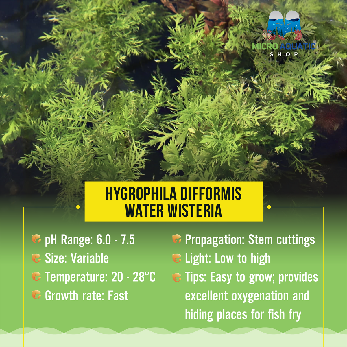 Hygrophila Difformis -Water Wisteria