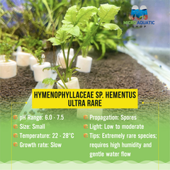 Hymenophyllaceae sp. Hementus - Ultra Rare