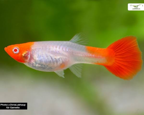 Koi Female Guppy 2cm