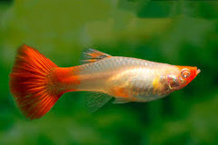 Koi Female Guppy 2cm