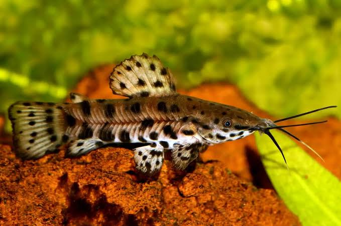 Spotted Hoplo Catfish 5cm