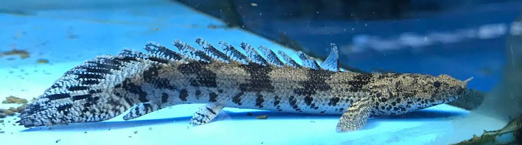 Tiger Bichir (Polypterus Endlicheri) – Stunning Prehistoric Freshwater ...