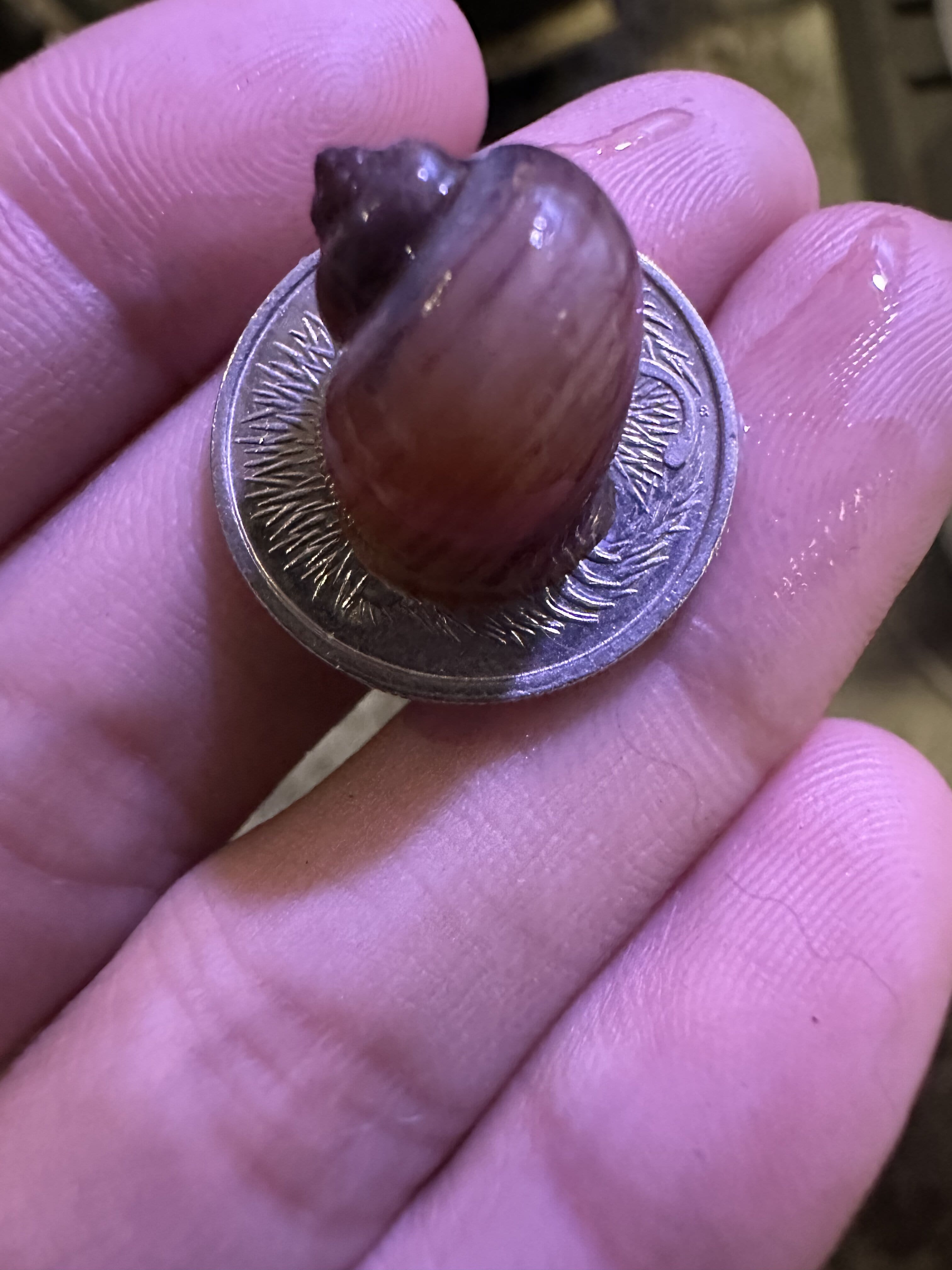 Rare Magenta Mystery Snail