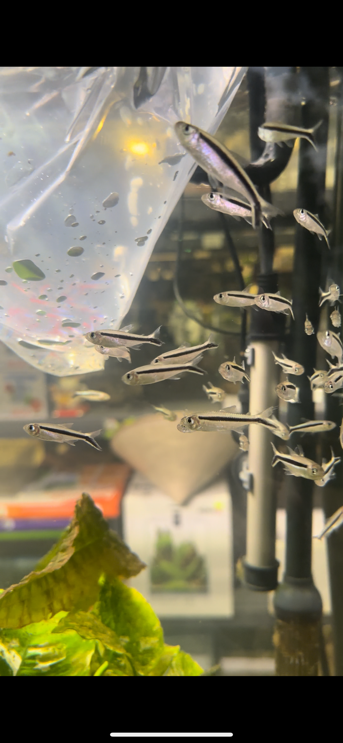 Hockey Stick Tetra 3cm