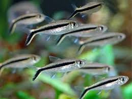 Hockey Stick Tetra 3cm