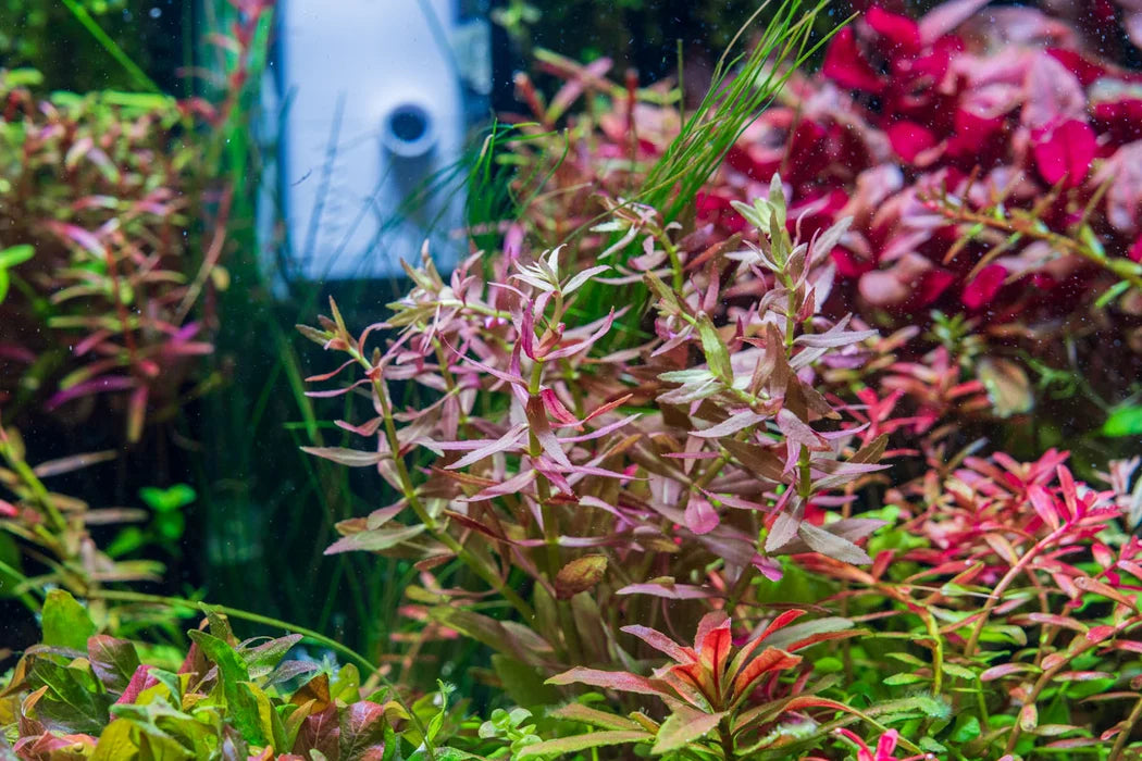 Flash sale Limnophila aromatica 'Mini'
