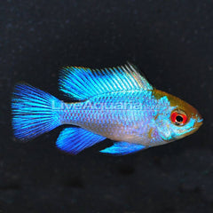 Neon Blue Ram (Mikrogeophagus ramirezi) 3cm Show