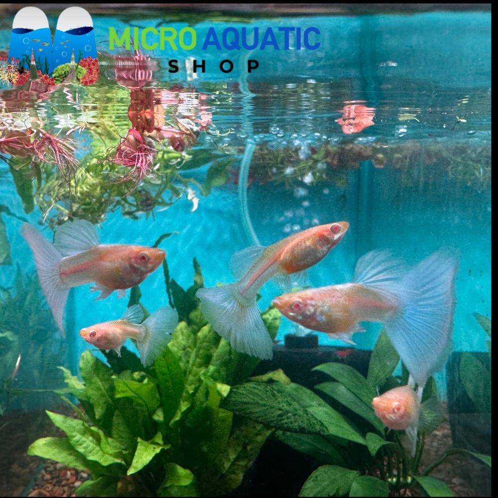 Albino Blue Topaz Guppy - Rare