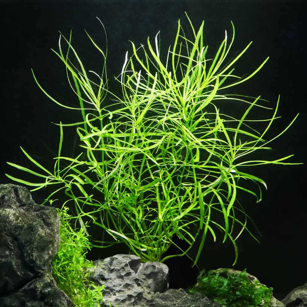 Pogostemon stellatus ‘Octopus’