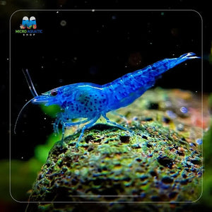BUY 10 GET 5 FREE - BIGGEST CHERRY SHRIMP OFFER Micro Aquatic Shop