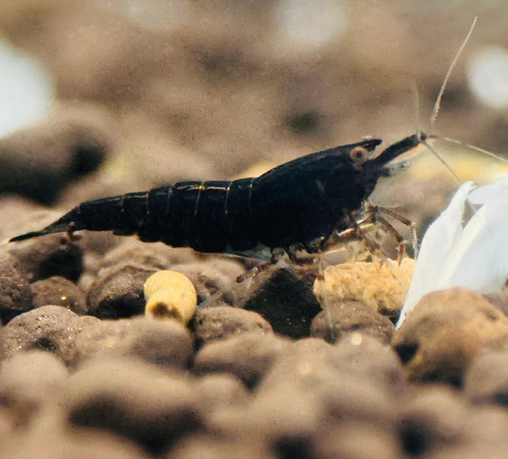 BUY 10 GET 5 FREE - BIGGEST CHERRY SHRIMP OFFER Micro Aquatic Shop