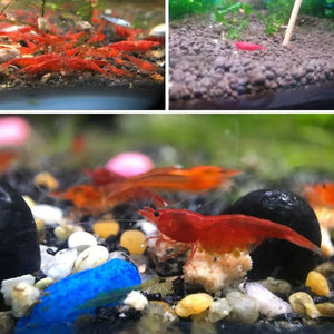 BUY 10 GET 5 FREE - BIGGEST CHERRY SHRIMP OFFER Micro Aquatic Shop