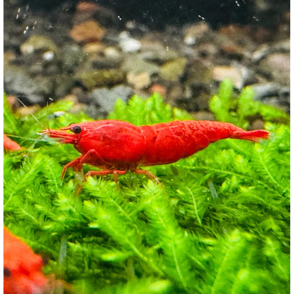 BUY 10 GET 5 FREE - BIGGEST CHERRY SHRIMP OFFER Micro Aquatic Shop