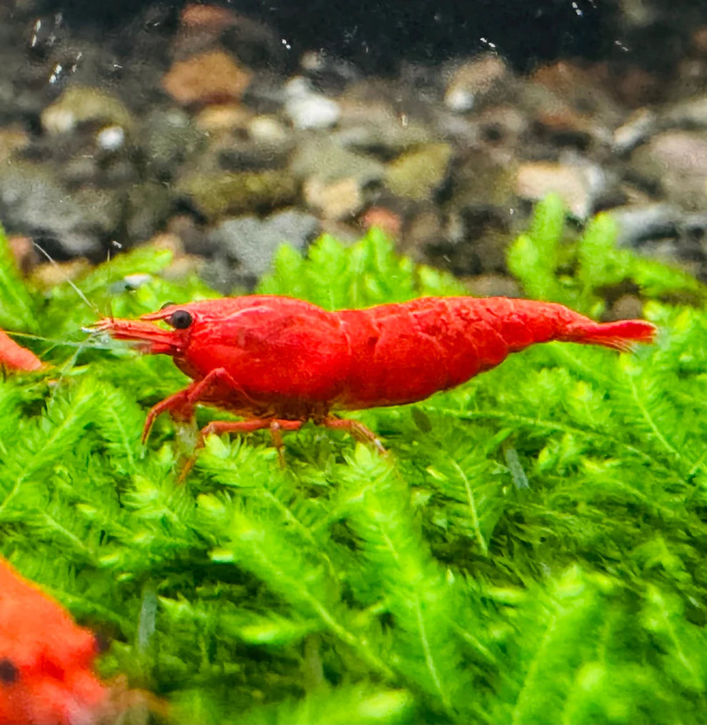 BUY 10 GET 5 FREE - BIGGEST CHERRY SHRIMP OFFER Micro Aquatic Shop