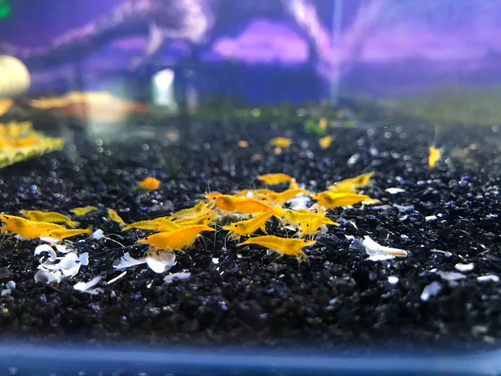 BUY 10 GET 5 FREE - BIGGEST CHERRY SHRIMP OFFER Micro Aquatic Shop