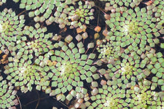 Ludwigia Sedioises - Moisac Floating Flower