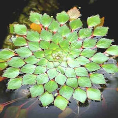 Ludwigia Sedioises - Moisac Floating Flower