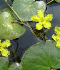 Nymphoides Geminata - Yellow Snowflake Lily