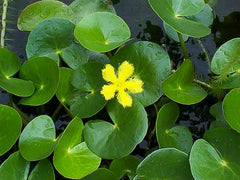 Nymphoides Geminata - Yellow Snowflake Lily