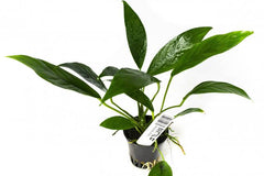Anubias - Afzelli - Hardy Plant
