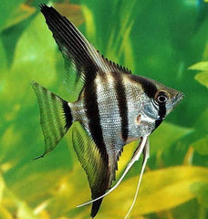 Angel Fish - Zebra Angel