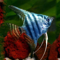 Angel Fish - Pinoy Angel 4.5cm